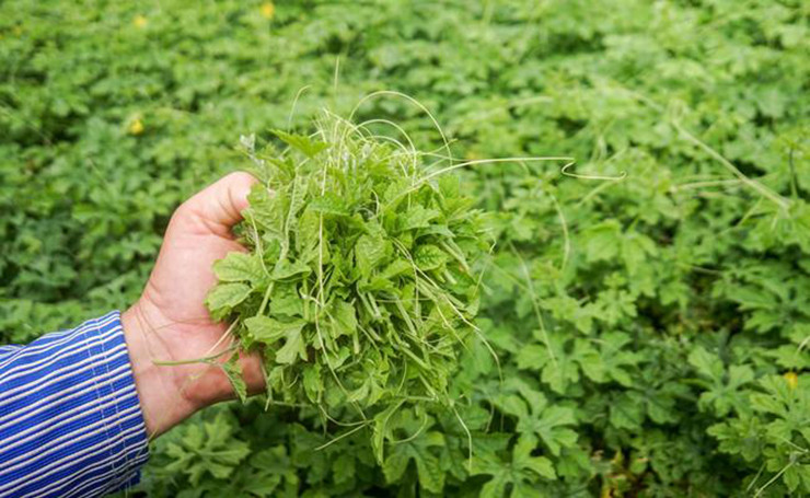 Đây là dạng cây dây leo, bám vào các cây khác hoặc bò dưới đất.