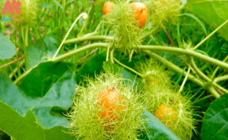 Còn với trẻ con, quả chùm bao khi chín có thể ăn sống, vị ngọt thanh, gắn với tuổi thơ của nhiều người.