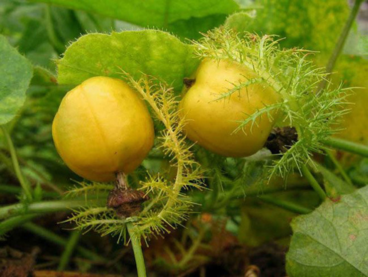 Một số nơi, người dân còn mở rộng quy mô trồng rau chùm bao để cung ứng ra thị trường.