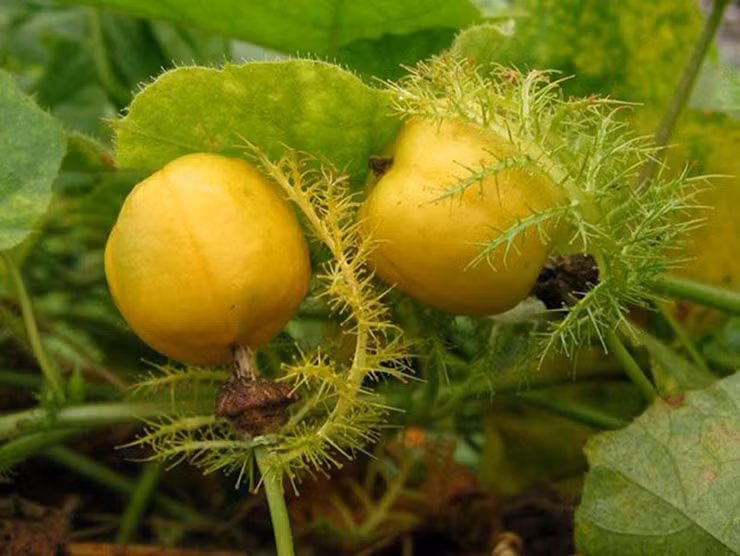 Một số nơi, người dân còn mở rộng quy mô trồng rau chùm bao để cung ứng ra thị trường.