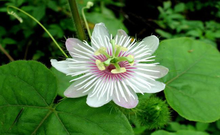 Ngoài ra, lạc tiên cũng được thu hái, phơi khô và pha trà uống, có tác dụng thanh nhiệt giải độc.