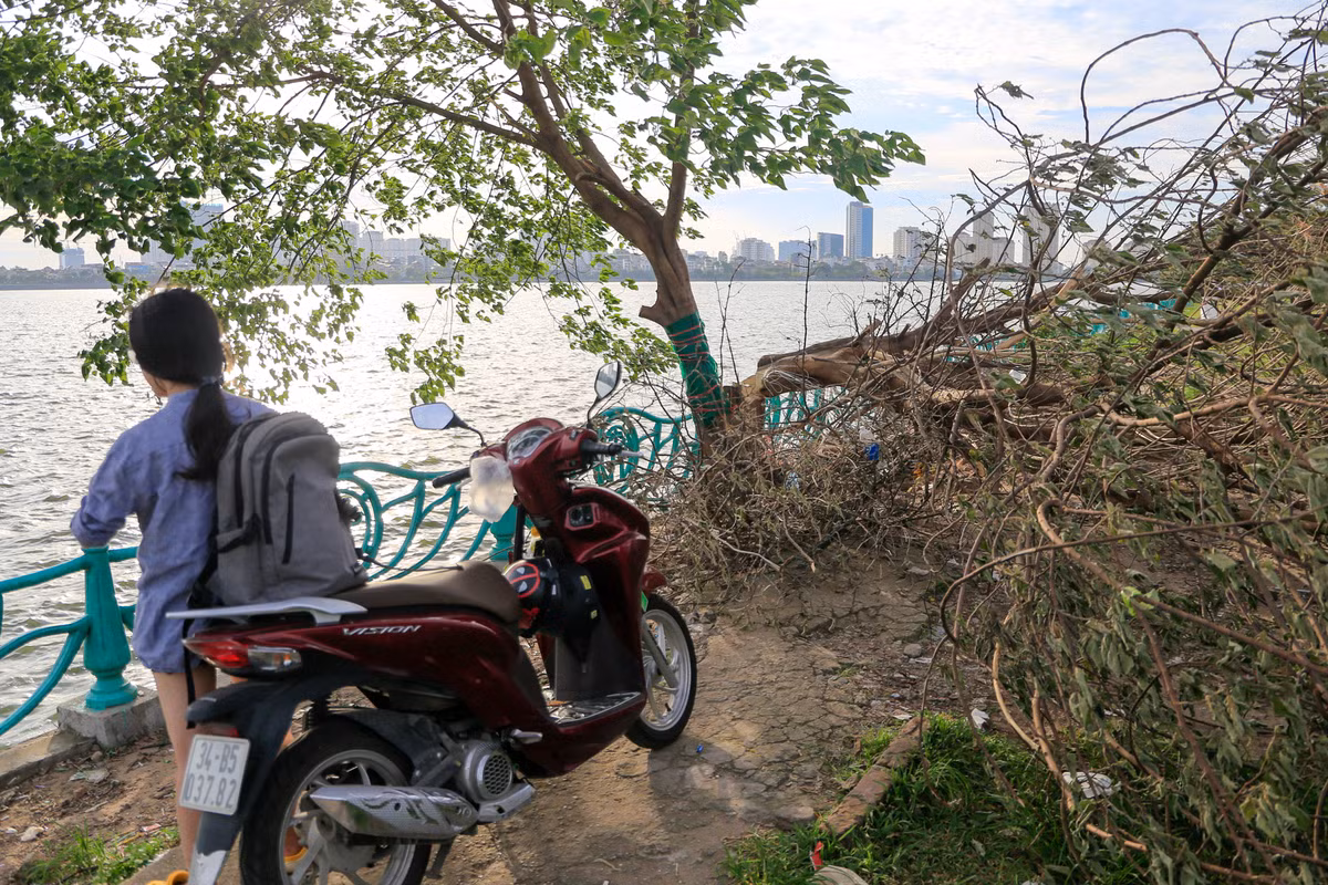 Sau 5 ngày bị kẻ lạ chặt phá, cành và lá trên phần gãy đổ của thân cây dần khô, héo, ngả màu. Dù vậy, vẫn có nhiều bạn trẻ tìm đến địa điểm này chụp ảnh.