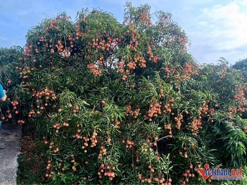 Vai thieu trung gia, mot ngay lao nong thu ngay 25 trieu dong-Hinh-2