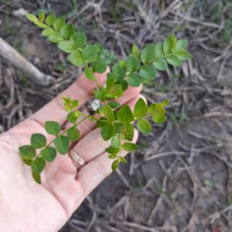 Loài cây này thường mọc hoang nhiều ở vùng núi, bờ rậm. Ở Việt Nam ít người biết tới loại cây này