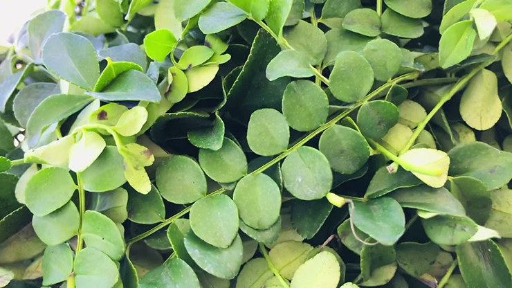 Tình cờ xem một cuộc thi nấu ăn trên truyền hình, anh thấy các đầu bếp sử dụng loại cây này làm gia vị, nên ra ý tưởng phát triển cây này trở thành cây có giá trị kinh tế