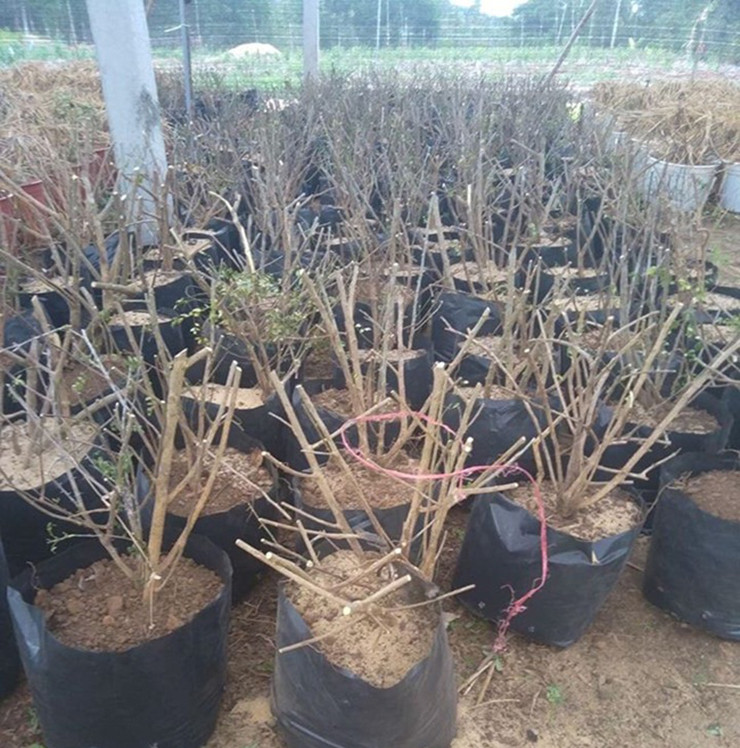 Với 3 tấn lá khô, anh Quyền có thể thu về hơn 1 tỷ đồng. Ngoài bán lá khô, anh còn bán cây ươm giống.