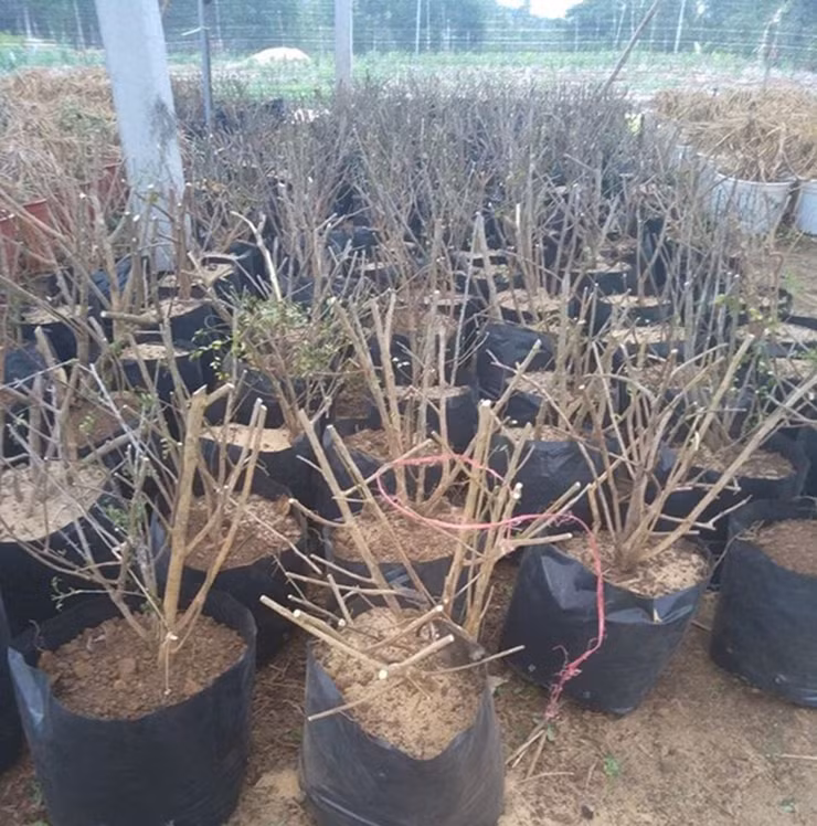 Với 3 tấn lá khô, anh Quyền có thể thu về hơn 1 tỷ đồng. Ngoài bán lá khô, anh còn bán cây ươm giống.