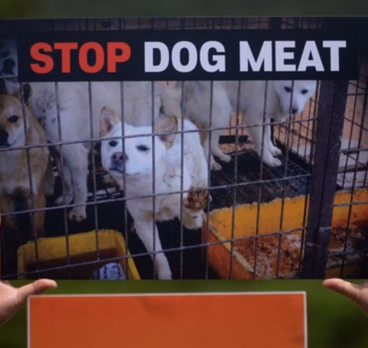 Theo thông tin từ Dogtime vào năm 2018, Hạ viện Mỹ đã ban hành chính sách nghiêm cấm kinh doanh thịt chó mèo.