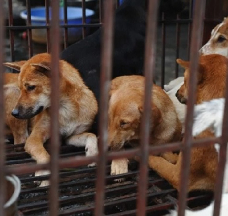 Những doanh nghiệp, tổ chức hay cá nhân cố tình vi phạm có thể phải lĩnh án phạt lên tới 1 năm tù giam đi kèm số tiền phạt tối đa là 5.000 USD (tương đương 115 triệu đồng).