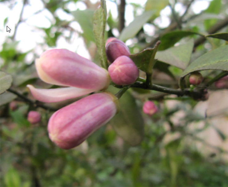 Nhờ trồng chanh tứ quý, nhiều gia đình có nguồn thu nhập ổn định