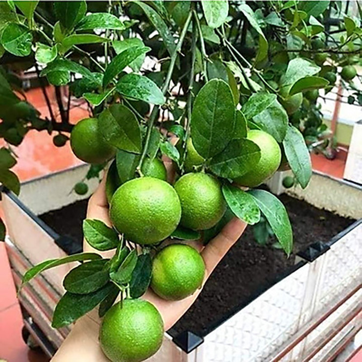 Ngoài lấy quả, nhiều người còn cung cấp chanh cảnh tại các ngôi biệt thự hay nhà vườn với giá 1 - 5 triệu đồng/cây nhỏ, 10 - 50 triệu đồng/cây to...