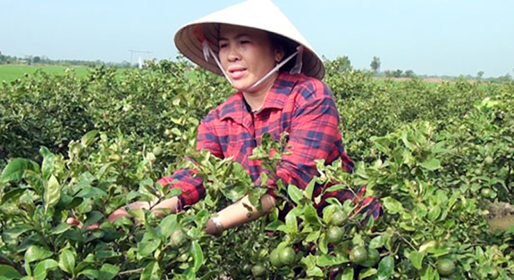 Hiện tại, vườn chanh tứ quý của chị có hơn 1.200 gốc. Chị Phương cho biết cây chanh tứ quý dễ trồng, phát triển nhanh, chỉ cần trồng khoảng 6 tháng là cây bắt đầu cho trái, có thể thu hoạch.