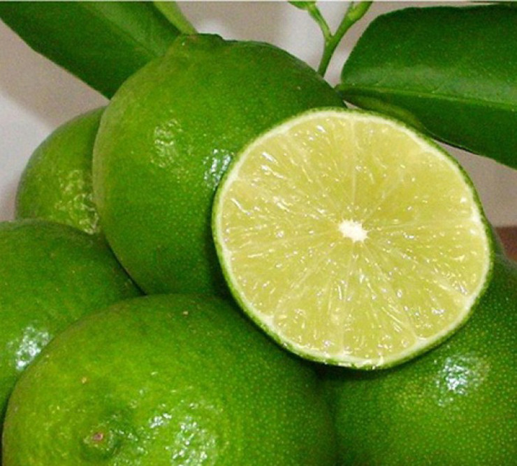 Chị Phương còn chiết cành chanh để bán cây chanh tứ quý giống cho những hộ dân có nhu cầu với giá 10.000 đồng/cây.