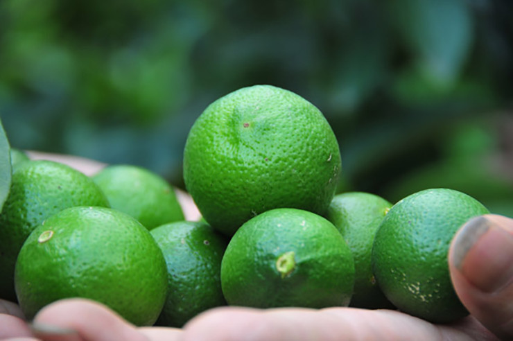 Cây chanh tứ quý phù hợp với nhiều loại đất khác nhau, cho thu hoạch quả quanh năm. Nghĩa là trên cùng một cây vừa có quả chín, vừa có quả xanh, vừa có hoa.