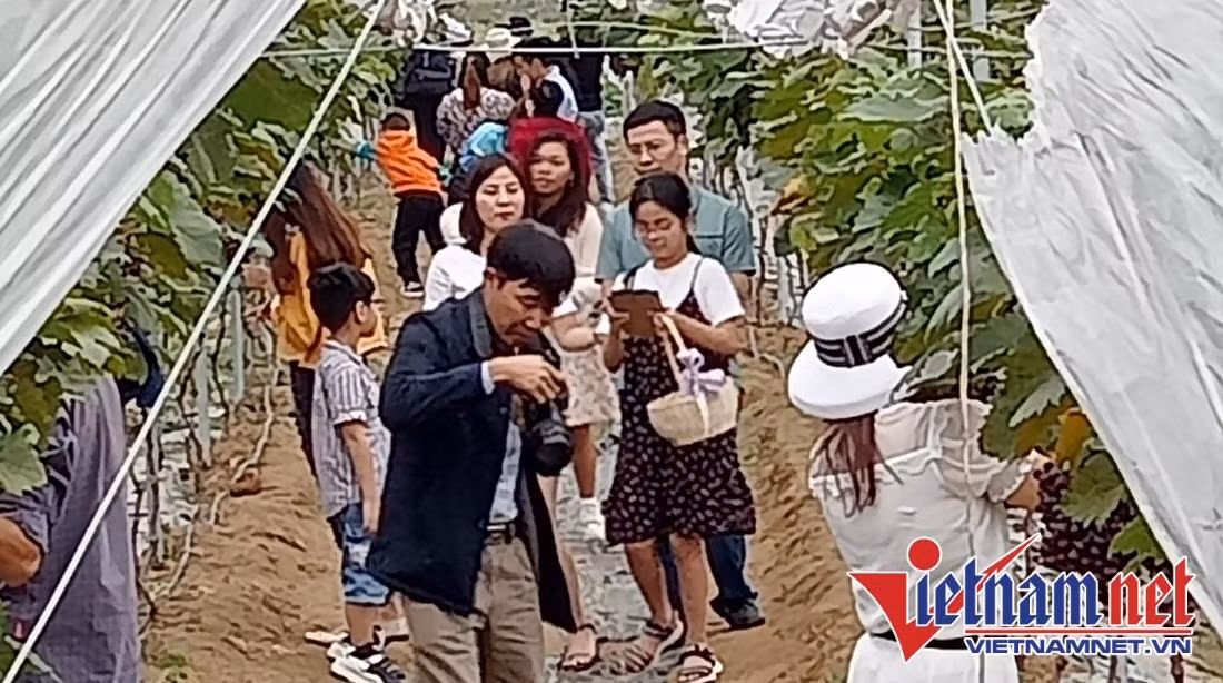 Bien ruong hoang thanh vuon nho 'check-in' sieu hot-Hinh-5