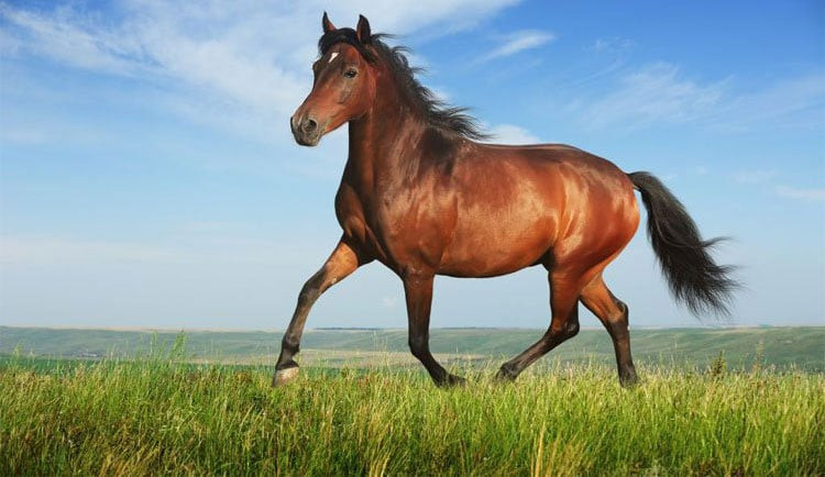 Tuổi Ngọ. Tử vi nói rằng tuổi Ngọ có tính cách mạnh mẽ, sẵn sàng vượt qua mọi thử thách trong cuộc sống. Con giáp này có thể giải quyết các vấn đề khúc mắc một cách dễ dàng.