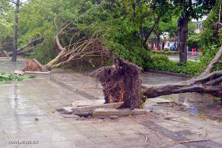 Cây trồng trên vỉa hè ở Yangjiang, Quảng Đông bị bão đánh bật rễ, nằm la liệt trên vỉa hè.