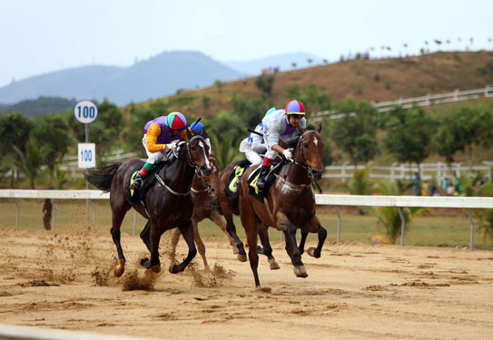 Nghien cuu loai hinh ca cuoc moi dap ung tinh hinh thuc tien