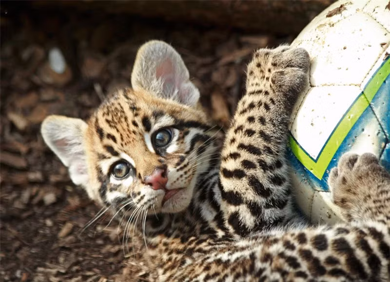 Ngắm loài mèo có bề ngoài giống hệt báo ảnh 11