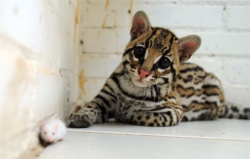 Ngắm loài mèo có bề ngoài giống hệt báo ảnh 1