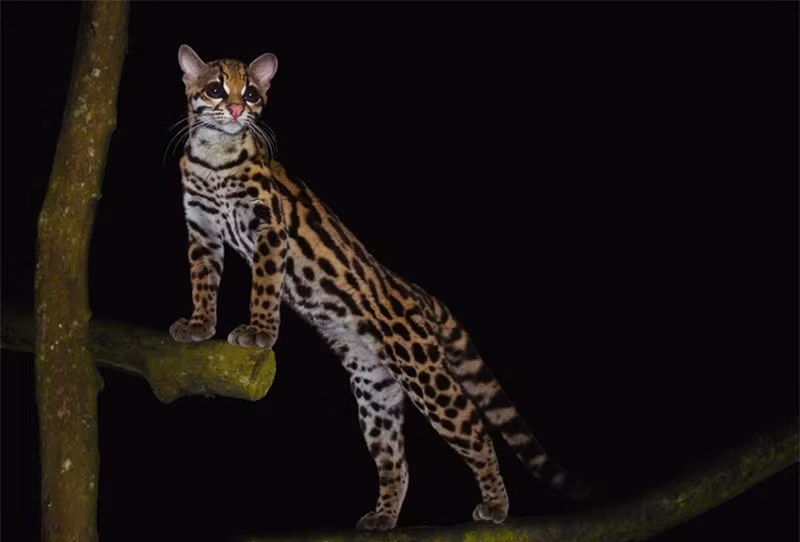 Ngắm loài mèo có bề ngoài giống hệt báo ảnh 14