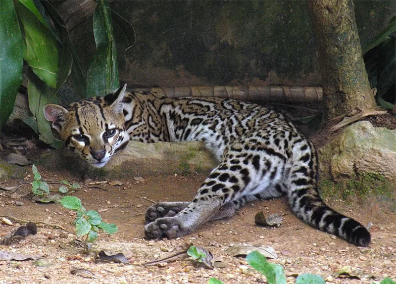 Ngắm loài mèo có bề ngoài giống hệt báo ảnh 9