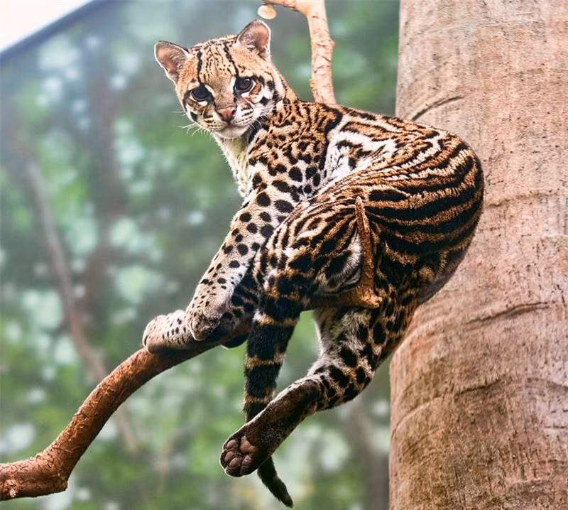 Ngắm loài mèo có bề ngoài giống hệt báo ảnh 18