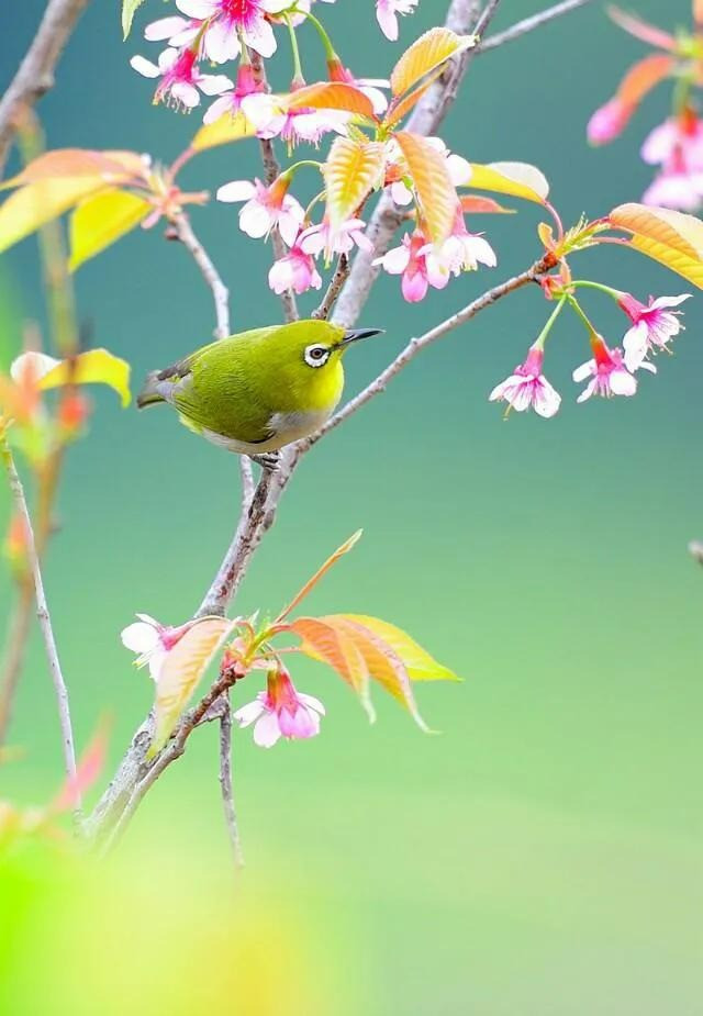 Tháng 4 Âm vô lo, 3 con giáp vượng vận may mắn, thu nhập tăng - Hình 3 Thang 4 Am vo lo, 3 con giap vuong van may man, thu nhap tang-Hinh-3