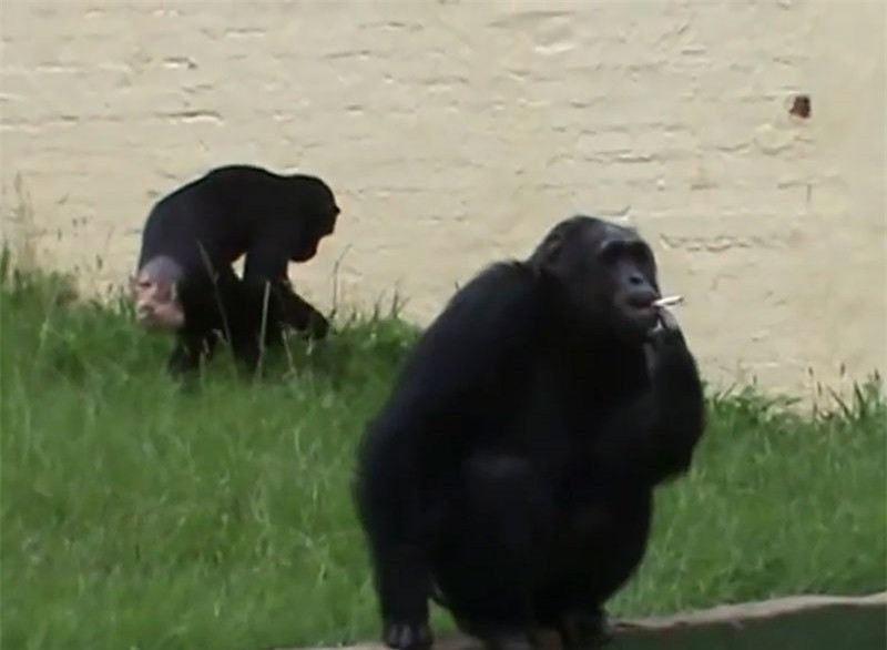 Video: Tinh tinh “phi pheo” hut thuoc la nhu nguoi