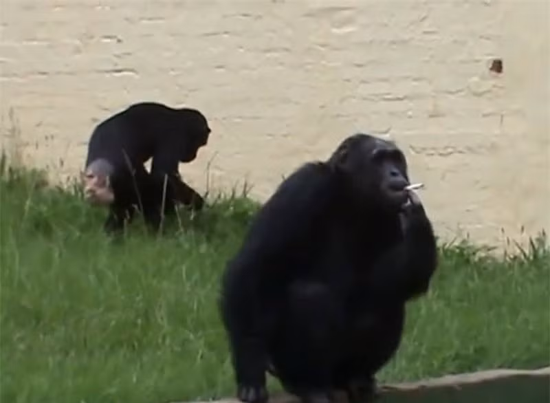 Video: Tinh tinh “phi pheo” hut thuoc la nhu nguoi