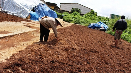 Trà phế thải phơi dưới nền đất tại xưởng trà đường Trần Phú, tổ 6, P. Lộc Tiến của một trùm buôn các loại trà bẩn ở Bảo Lộc. Ảnh: Chính Thành