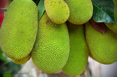 Mít chín nhờ hóa chất ít thơm thường bị sượng (người bán gọi là giòn), xơ cũng rất vàng, khác xa mit chín cây thường có múi vàng ươm, thơm lựng; còn xơ thì trắng hoặc vàng nhạt.
