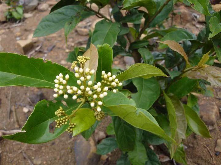 Hơn nữa, theo GS. Trung, hợp chất lấy từ xạ đen nếu được kết hợp với chất Phylamin (lấy từ một loại thảo dược ở đồng bằng) còn phát huy tác dụng, kéo dài tuổi thọ trung bình của động vật bị ung thư.