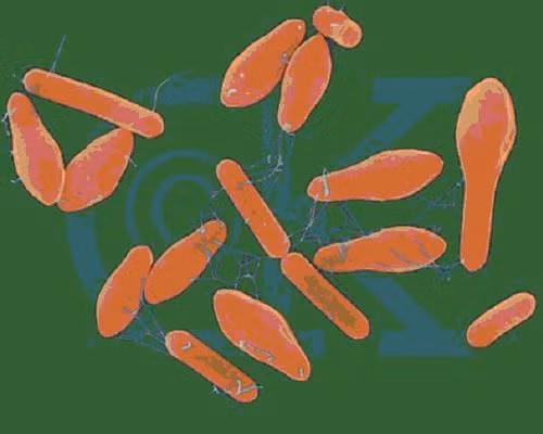 Trực khuẩn Clostridium botulinum dễ lây nhiễm qua đường tiêu hóa.
