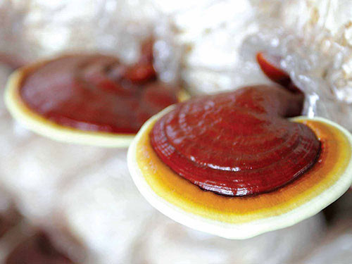 Nhiều người bệnh dùng linh chi phối hợp với hóa trị, xạ trị nâng cao hiệu quả của hóa trị, xạ trị.