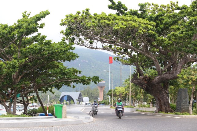 Trong ảnh: Hàng cây bàng sừng sững soi bóng trước khu vực di tích Cầu tàu 914.