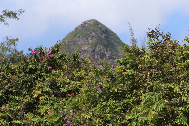 Cùng với bàng, cây bằng lăng, cây thị cũng được cơ quan chuyên môn công nhận là cây di sản cần được bảo tồn, nuôi dưỡng.