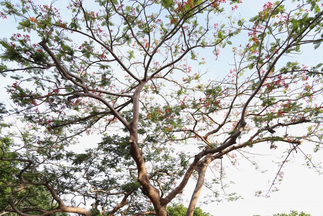 Những hàng phượng vĩ đỏ thắm cả một góc trời cũng tạo nên nét đẹp nên thơ cho đất đảo.