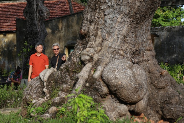 Hội Bảo vệ Thiên nhiên và Môi trường Việt Nam đã công nhận cây bàng là Cây di sản của đất nước. Hiện ở Côn Đảo có hàng trăm cây bàng có tuổi đời trên 100 năm, đặc biệt có những cây hơn 150 năm tuổi..