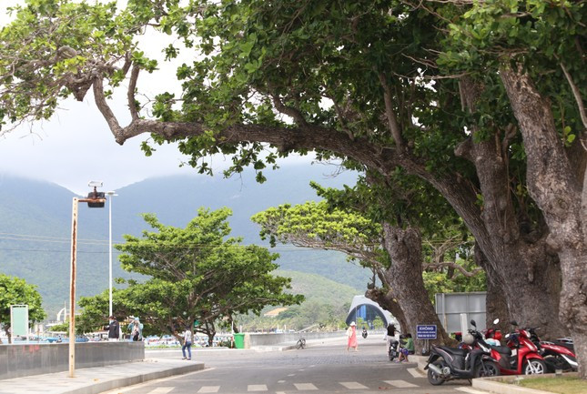 Góp phần tạo nên những mảng xanh ngút ngàn trên đất đảo là những cây bàng, loại cây gắn liền với bao thăng trầm, đổi thay của mảnh đất Côn Đảo anh hùng.