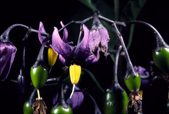 Cây Belladonna: Cây Deadly Nightshade, hay còn được gọi là Belladonna (cây cà dược) là loại thực vật có chức năng làm giãn tròng khiến cho mắt to hơn khi sử dụng vì người ta quan niệm đôi mắt to ngây thơ là vẻ đẹp thuần khiết. Tuy nhiên, theo các báo cáo đã ghi nhận, việc sử dụng quá liều đã gây mù cho một số phụ nữ vì trong thuốc có một số chất độc hại.