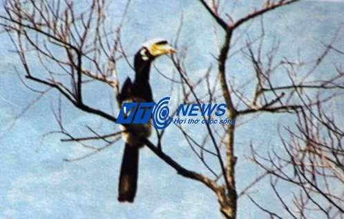 Chim phượng hoàng đất ở Tràng An.