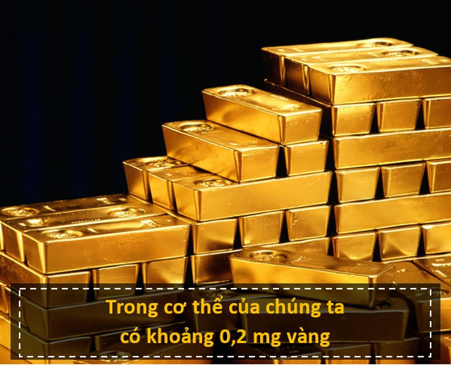 Nhấn để phóng to ảnh Một người nặng khoảng 70 kg có khoảng 0,2 mg vàng bên trong cơ thể, lượng vàng này tương đương với thể tích 10 nanolit, nghĩa là nếu bạn nén nó thành khối lập phương thì mỗi cạnh có kích thước khoảng 0,22 mm.