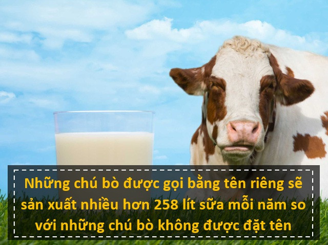 Nhấn để phóng to ảnh Nghiên cứu được thực hiện bởi các nhà khoa học đã chỉ ra rằng, bò có thể sản xuất nhiều sữa hơn, khi chúng được người nông dân quan tâm nhiều hơn, bằng cách chăm sóc và gọi tên thường xuyên. Theo phân tích của các chuyên gia, việc được đặt tên và gọi tên sẽ khiến bò cảm thấy dễ chịu và thư giãn hơn, từ đó giảm lượng hormone stress, vốn là nguyên nhân gây tiết sữa ít ở bò.