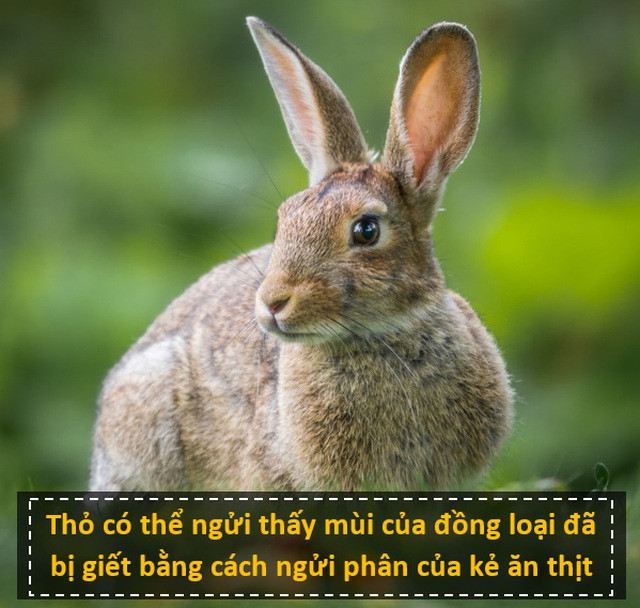 Nhấn để phóng to ảnh Thỏ châu Âu là con mồi của hơn 30 loài ăn thịt khác nhau. Vì vậy, không quá ngạc nhiên khi loài thỏ này phát triển những khả năng đặc biệt để thích nghi và sinh tồn. Những nghiên cứu mới đây đã chứng minh rằng, thỏ có thể cảm nhận mùi của đồng loại từ phân của kẻ săn mồi, từ đó giúp chúng tránh xa những nơi mà “mối đe dọa” của mình sinh sống. Đây là một trong những sự thật thú vị về thế giới không hẳn ai cũng biết.