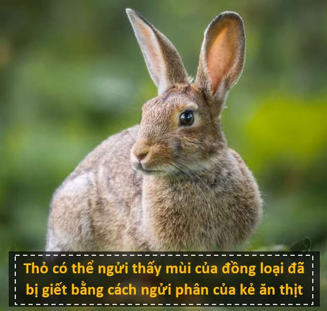 Nhấn để phóng to ảnh Thỏ châu Âu là con mồi của hơn 30 loài ăn thịt khác nhau. Vì vậy, không quá ngạc nhiên khi loài thỏ này phát triển những khả năng đặc biệt để thích nghi và sinh tồn. Những nghiên cứu mới đây đã chứng minh rằng, thỏ có thể cảm nhận mùi của đồng loại từ phân của kẻ săn mồi, từ đó giúp chúng tránh xa những nơi mà “mối đe dọa” của mình sinh sống. Đây là một trong những sự thật thú vị về thế giới không hẳn ai cũng biết.