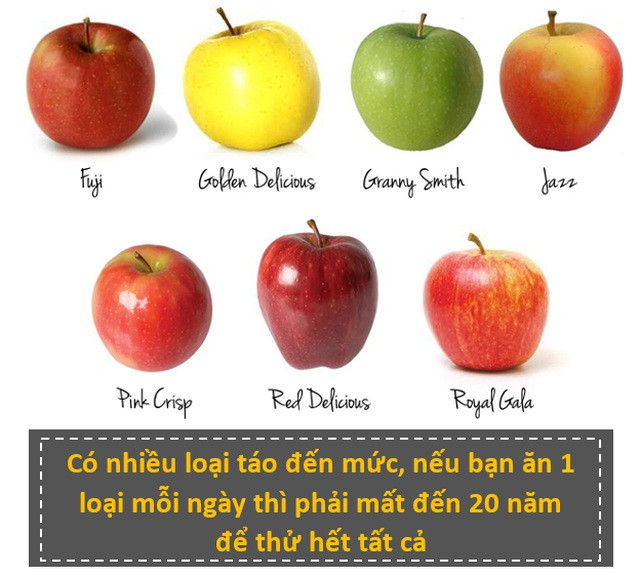 Nhấn để phóng to ảnh Có hơn 7500 loại táo trên toàn thế giới. Trong khi đó, 20 năm chỉ 7300 ngày. Vì vậy, nếu muốn thử hết tất cả loại táo với cách trên, bạn thậm chí còn mất hơn 20 năm.