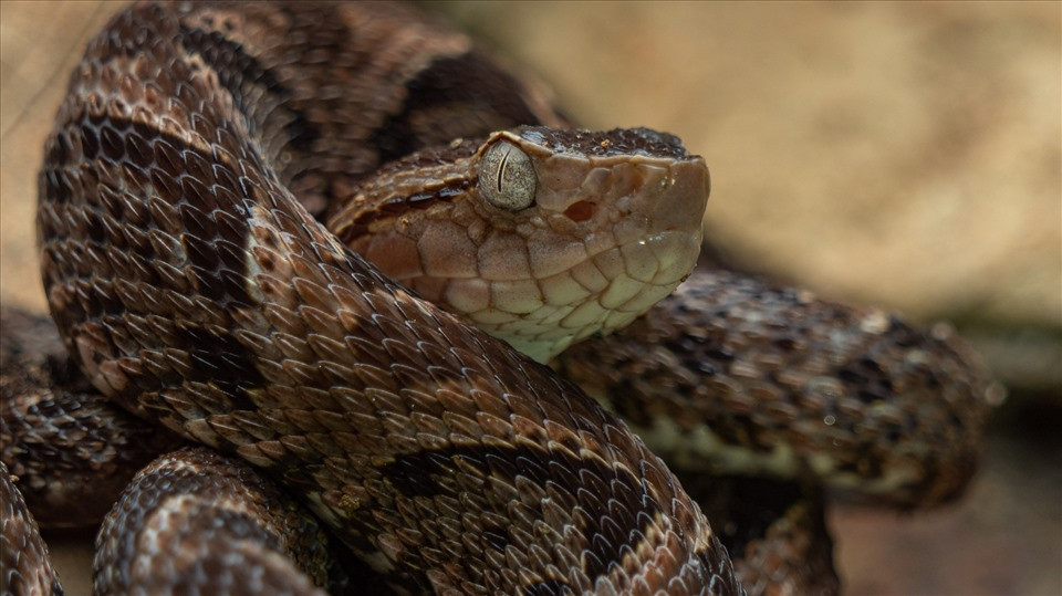 9. Rắn fer-de-lance. Một vết cắn của rắn fer-de-lance (Bothrops asper) có thể khiến mô cơ thể của một người chuyển sang màu đen khi nó bắt đầu chết.