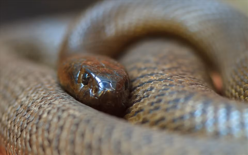 1. Rắn taipan nội địa. Rắn taipan nội địa (Oxyuranus scutellatus) là một trong những loài rắn độc nhất, có nghĩa là chỉ cần một chút nọc độc rắn có thể giết chết con mồi (hoặc nạn nhân là con người). Chúng sống ẩn mình trong các khe đất sét của vùng ngập lũ Queensland và Nam Australia, thường nằm trong các hang được đào sẵn của các loài động vật khác. Ảnh: Getty