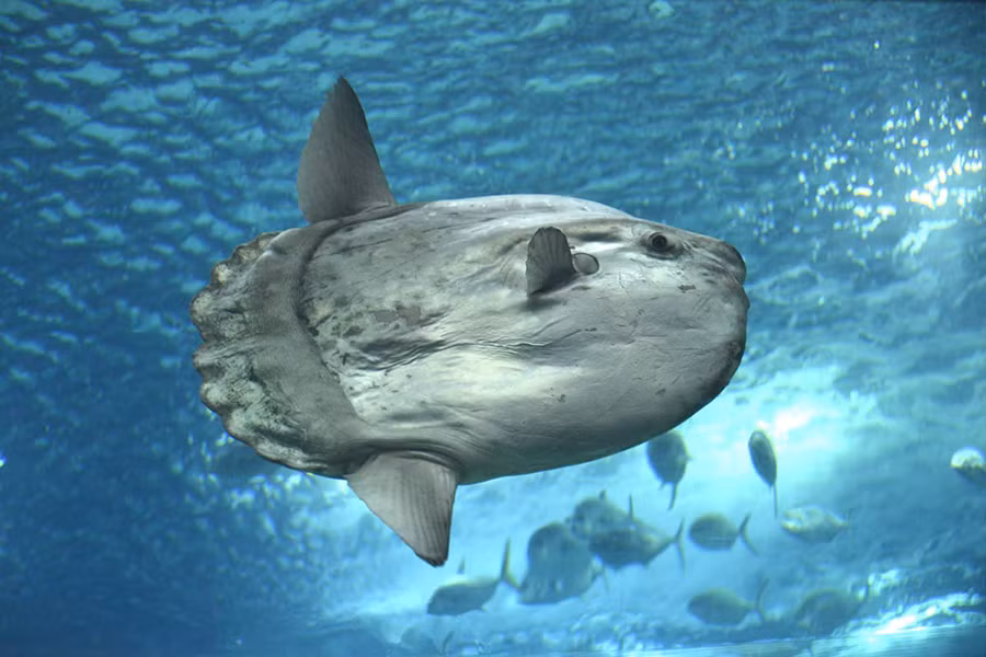 Ở thời điểm hiện tại, số lượng cá mặt trăng đang được xếp vào hạng bị đe dọa trong Sách Đỏ. Lý do không chỉ vì nạn săn bắt bừa bãi của con người, mà còn do ô nhiễm rác nhựa trong lòng đại dương. Con mồi ưa thích của loài cá này là sứa, và chúng thường xuyên nhầm sứa với túi nhựa, dẫn đến mắc nghẹn mà chết.